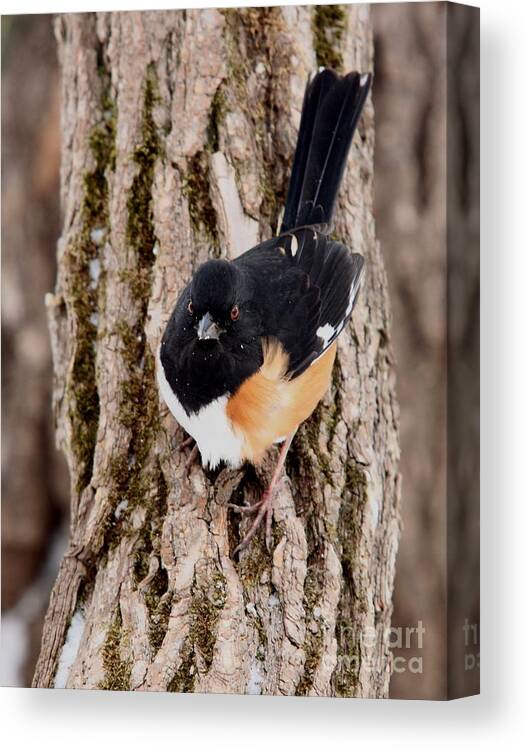 Nature Canvas Print featuring the photograph Eastern Towhee #6 by Jack R Brock
