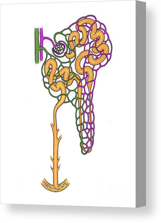 Histology Canvas Print featuring the photograph Illustration Of Nephron #7 by Science Source