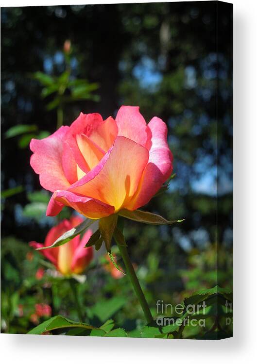 Rose Canvas Print featuring the photograph A Delicate Rose by Chad and Stacey Hall