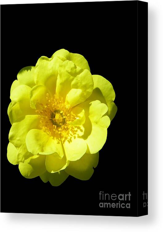 Photography Canvas Print featuring the photograph All Yellow by KD Johnson