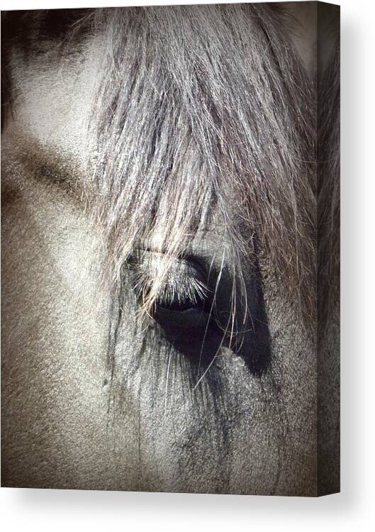 Friesian Horse Canvas Print featuring the photograph At Peace by Kim Galluzzo