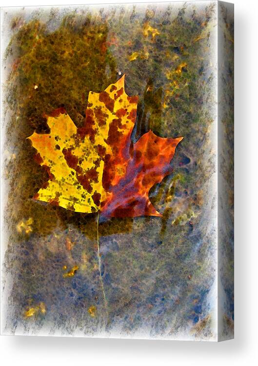 Botanical Canvas Print featuring the digital art Autumn Maple Leaf in water by Debbie Portwood