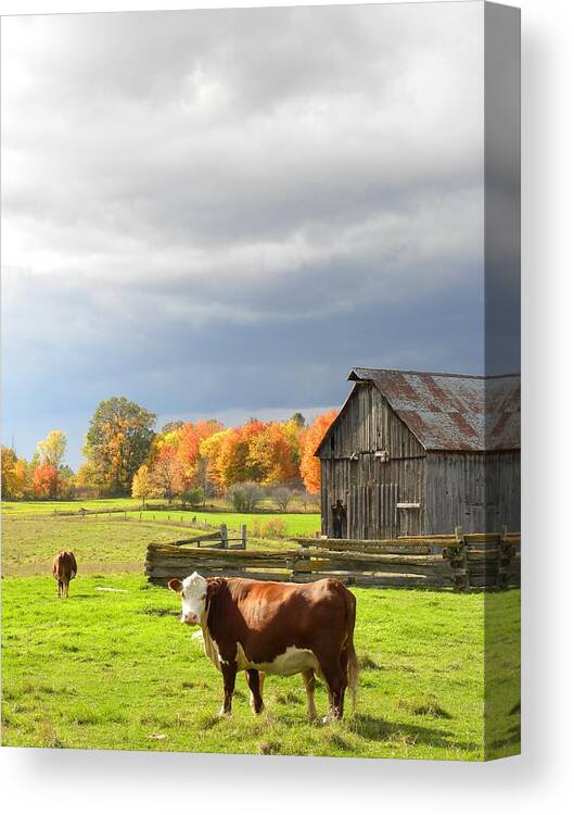 Cow Canvas Print featuring the photograph Back Road Beauty by Peggy McDonald