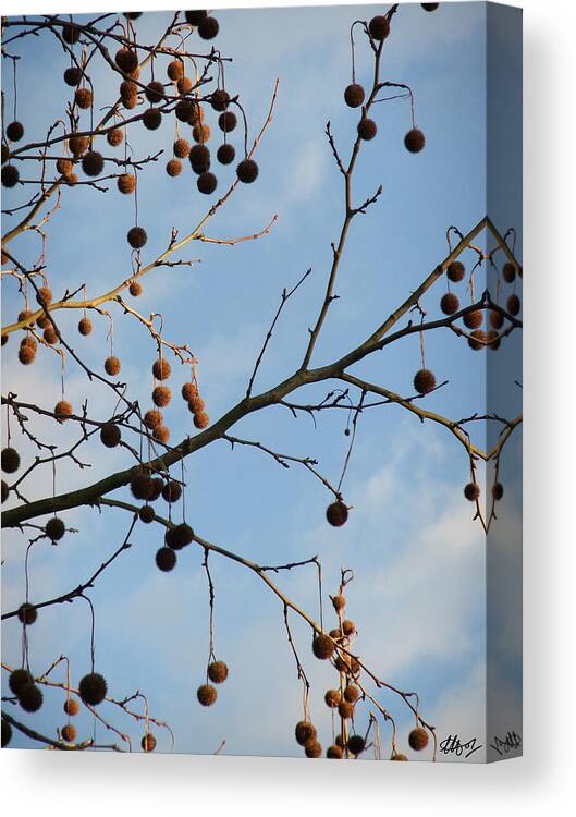 Seed Pods Canvas Print featuring the photograph Baubles by Laura Hol Art