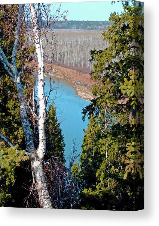White Birch Canvas Print featuring the photograph Birch Forest by S Paul Sahm
