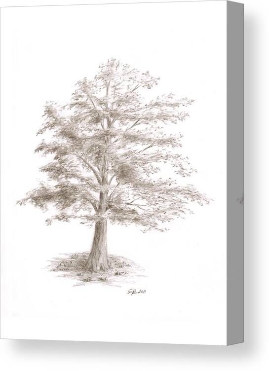 Sketch Canvas Print featuring the drawing Black Oak by Steven Powers SMP