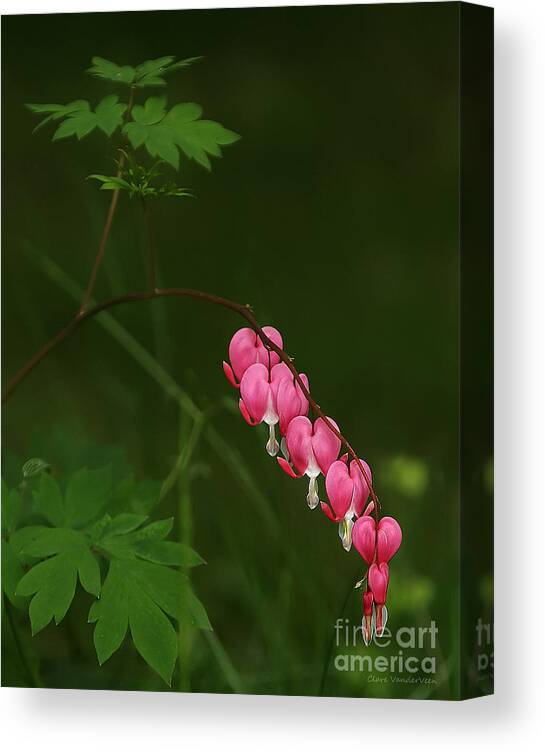Bleeding Hearts Canvas Print featuring the photograph Bleeding Hearts by Clare VanderVeen