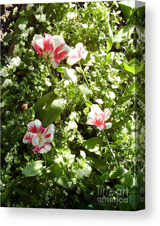 Flowers Canvas Print featuring the photograph Blooming by Valerie Shaffer