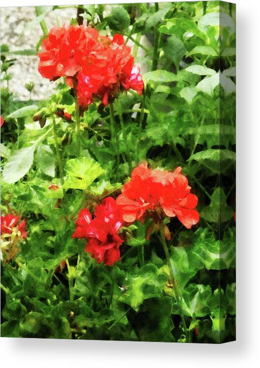 Garden Canvas Print featuring the photograph Bright Red Geraniums by Susan Savad