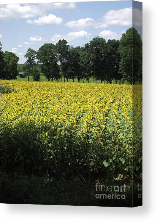 Sunflower Farm Canvas Print featuring the photograph Buttonwood Farm by Michelle Welles