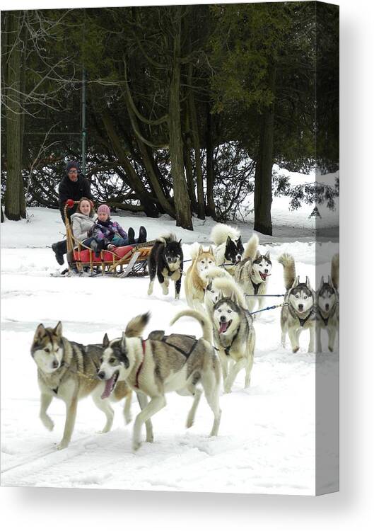 Husky Canvas Print featuring the photograph Canadian Winter by Peggy McDonald