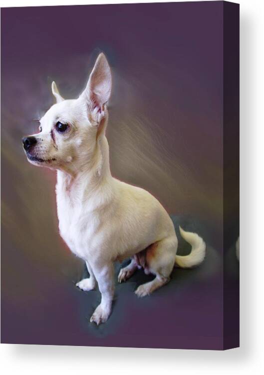 Chi Chi Canvas Print featuring the photograph ChiChi by Ginny Schmidt
