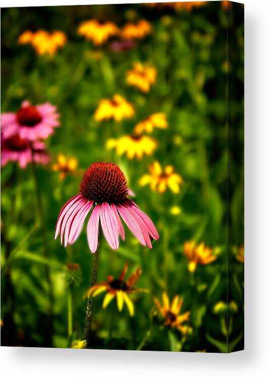 Coneflower Canvas Print featuring the photograph Coneflower at Waltham Woods by Vicki Jauron