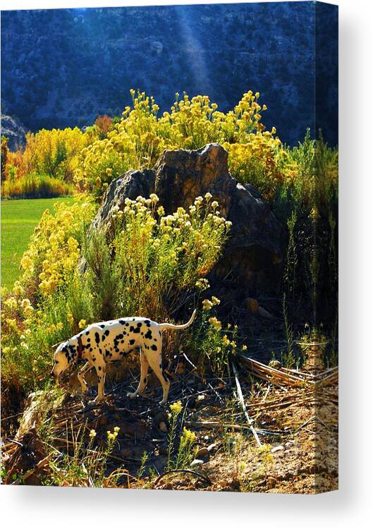Deep Blue Shadows Yellow Rabbit Brush Rock And Twigs Emerald Green Meadow Canvas Print featuring the digital art Dalmation points downward by Annie Gibbons