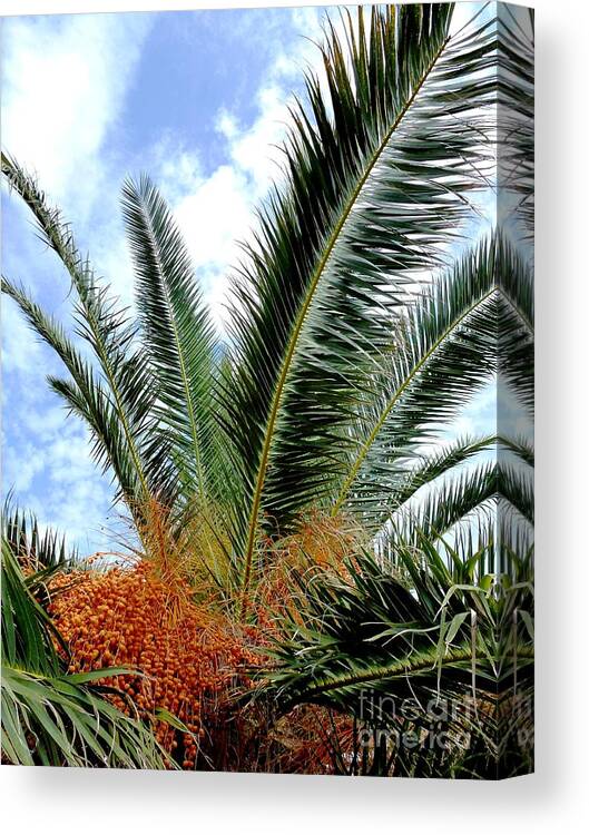 Date Canvas Print featuring the photograph Dates Palm Tree by Amalia Suruceanu