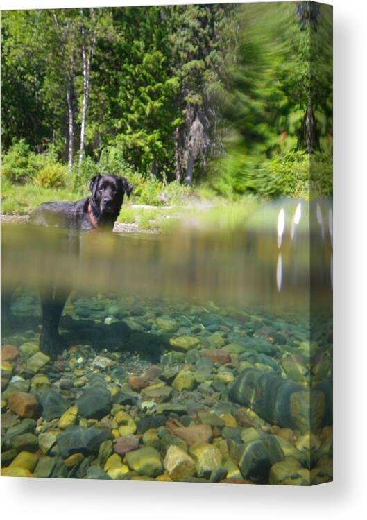  Canvas Print featuring the photograph Dog Half and Half by John Harrison