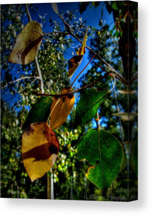 Prescott National Forest Canvas Print featuring the photograph Early Colors of the Aspen Leaves by Aaron Burrows