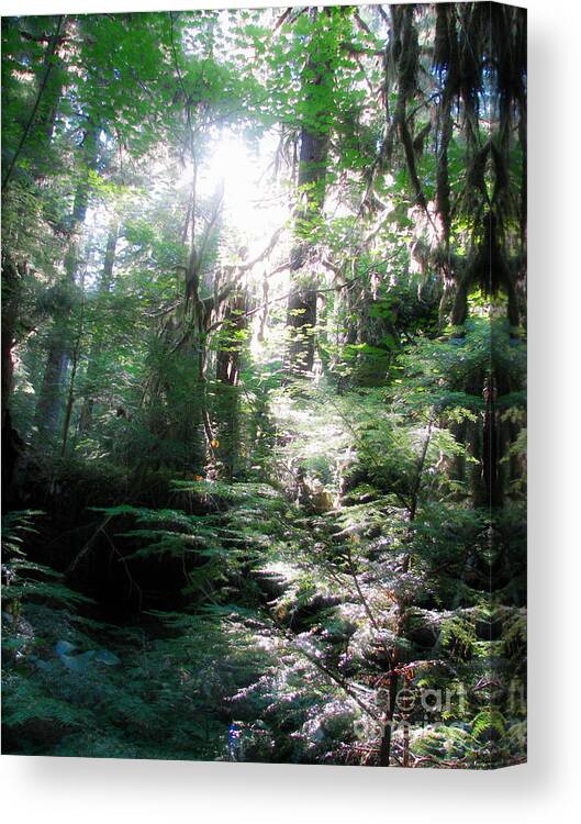 Forest Canvas Print featuring the photograph Enchanted Forest by Rory Siegel