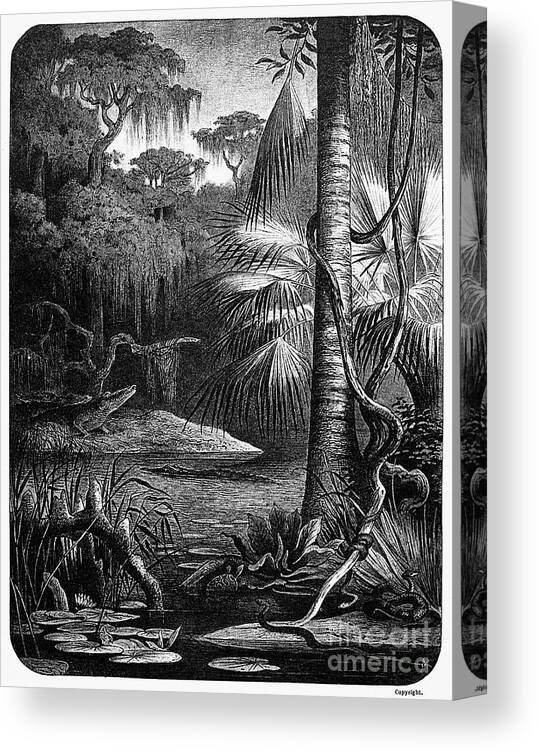 19th Century Canvas Print featuring the photograph Florida: Swamp by Granger