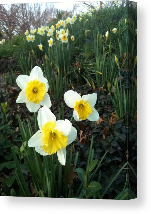Daffodils Canvas Print featuring the photograph Friends by Shawn Hughes