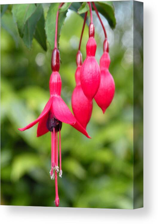 Flower Canvas Print featuring the photograph Fushia in UK Garden by Alan Mellinger