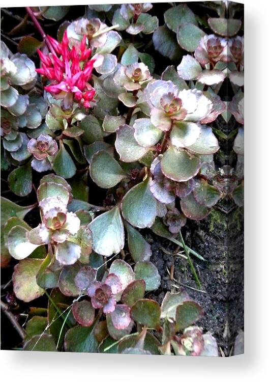 Flowers Canvas Print featuring the painting Garden Sedum by Renate Wesley