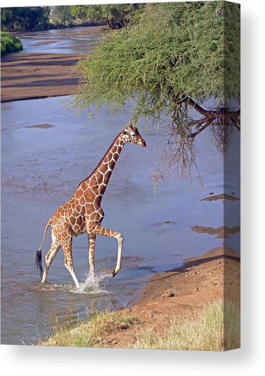 Reticulated Giraffe Canvas Print featuring the photograph Giraffe Crossing Stream by Tony Murtagh