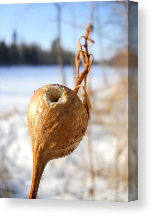 Close Up Canvas Print featuring the photograph Goldenrod Gall Hole by Kent Lorentzen