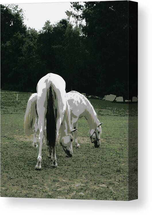 Horses Canvas Print featuring the photograph Grazing Friendship by Kim Galluzzo Wozniak