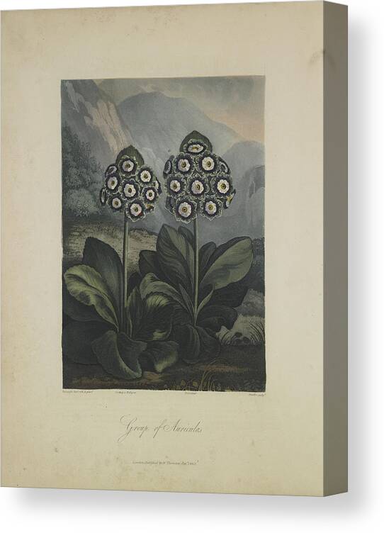 Thornton Canvas Print featuring the drawing Group of Auricula by Robert John Thornton 