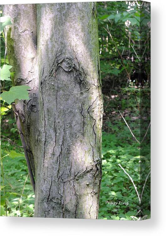 Trees Canvas Print featuring the photograph Guardian by Peggy King