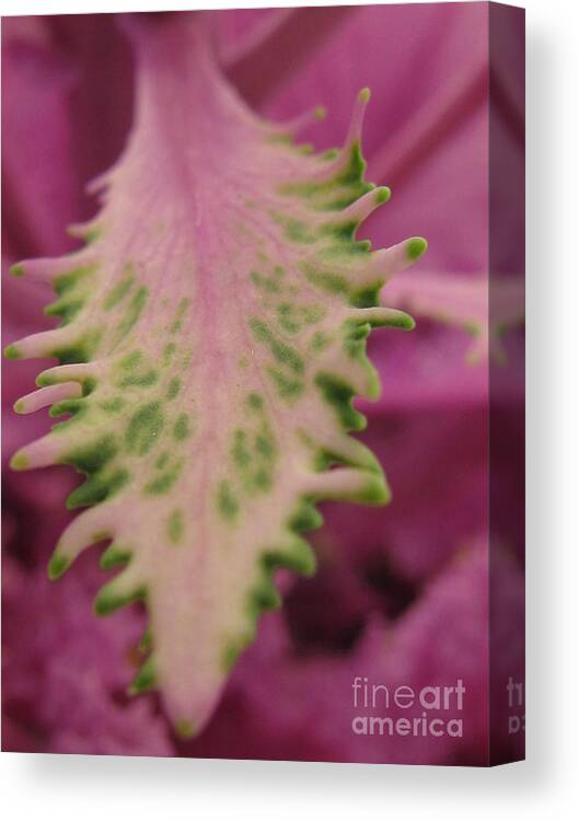 Flower Canvas Print featuring the photograph Impeccable by Holy Hands