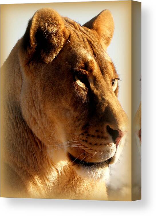 Lion Canvas Print featuring the photograph In a stare down by Kim Galluzzo