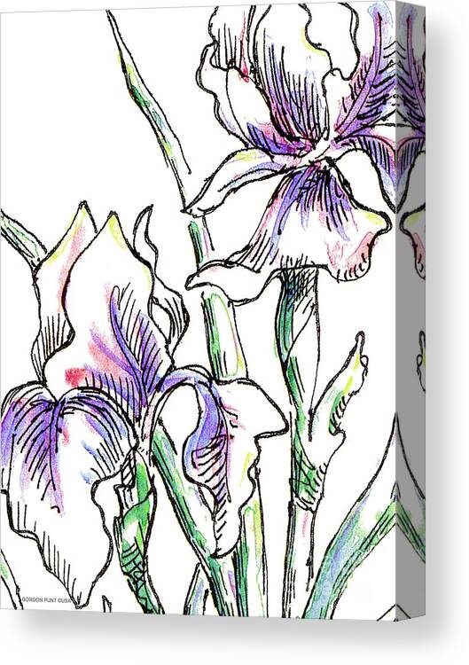 Iris Canvas Print featuring the painting Iris Drawing 2 by Gordon Punt