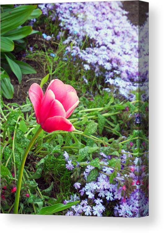 Pink Tulip Canvas Print featuring the photograph Lonely Tulip Hope Bay Campground by Cyryn Fyrcyd