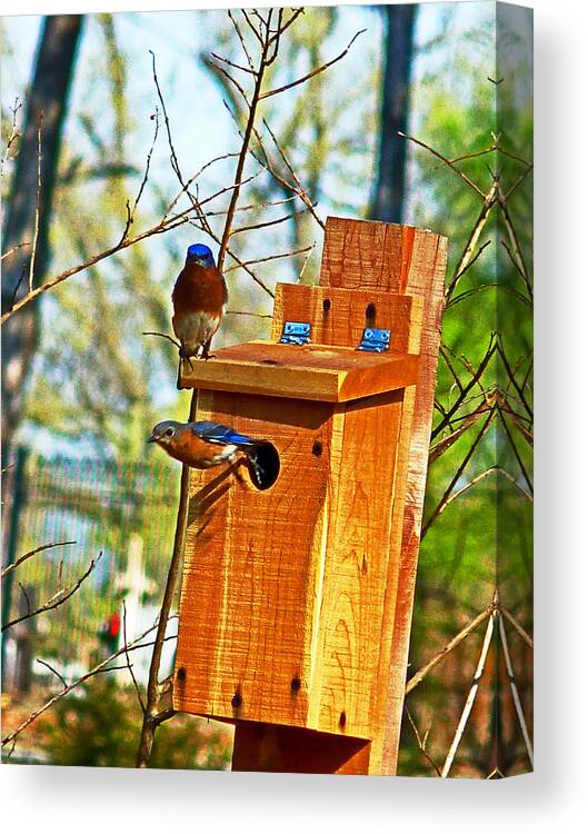 Bluebird Canvas Print featuring the photograph Mama Leaving by William Fields