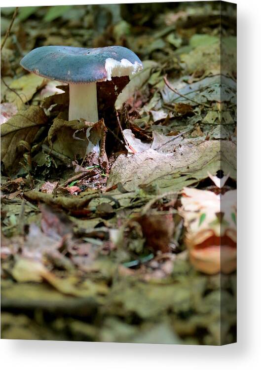 Mushroom Canvas Print featuring the photograph Midnight Snack by Azthet Photography