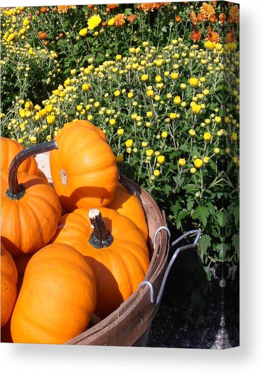 Pumpkins Canvas Print featuring the photograph Mini Pumpkins by Kimberly Perry