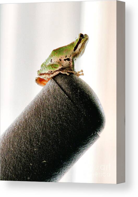 Frog Canvas Print featuring the photograph Now What? by Rory Siegel