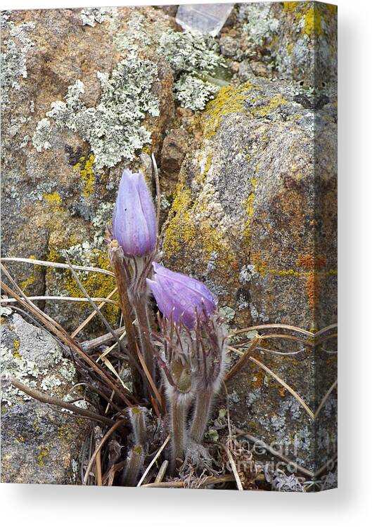 Pasque Flowers Canvas Print featuring the photograph Pasque Flowers by Dorrene BrownButterfield