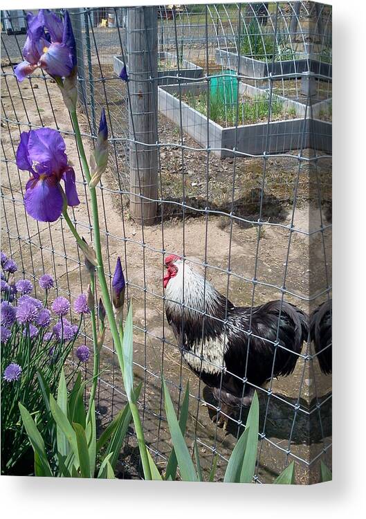 Garden. Rooster. Flower. Iris Canvas Print featuring the photograph Patrolling by Debbi Saccomanno Chan