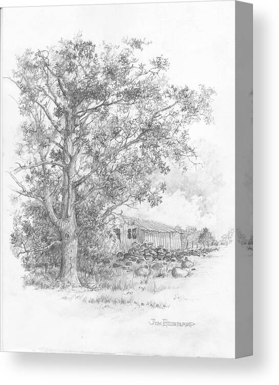 Pecan Texas State Tree Canvas Print featuring the drawing Pecan by Jim Hubbard