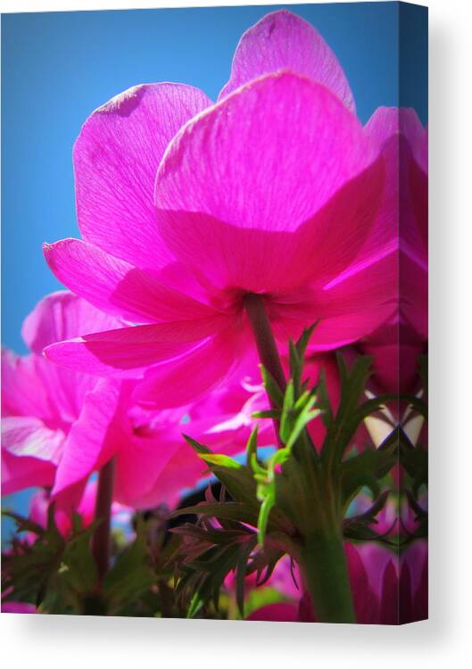 Flowers Canvas Print featuring the photograph Pink Flowers in the Sky by Eva Kondzialkiewicz