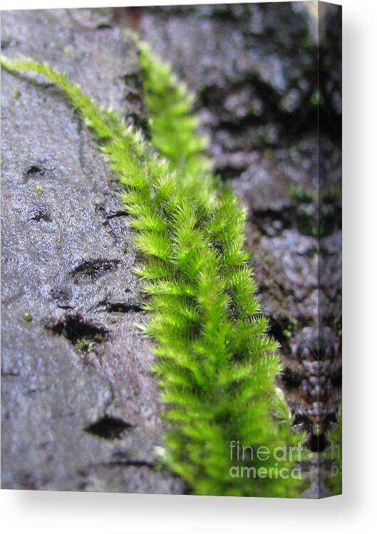 Flower Canvas Print featuring the photograph Protection by Holy Hands