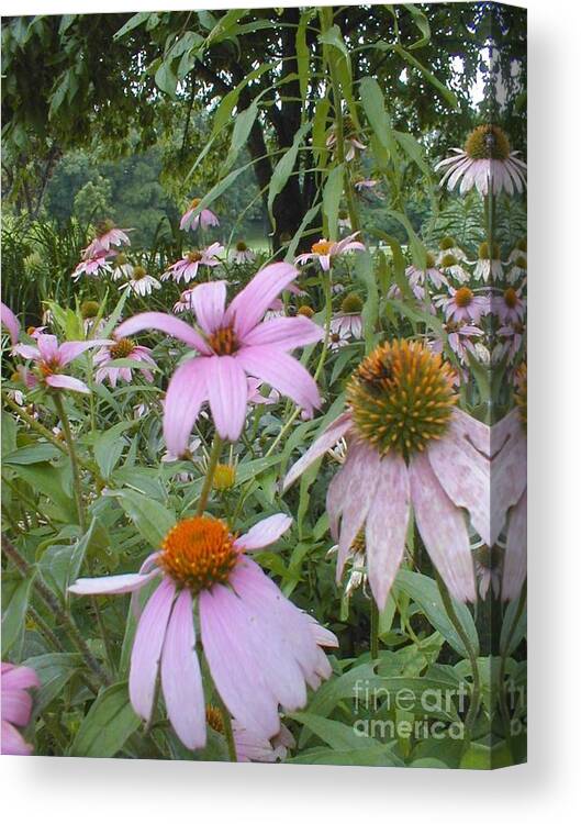 Flowers Canvas Print featuring the photograph Purple Coneflowers by Vonda Lawson-Rosa