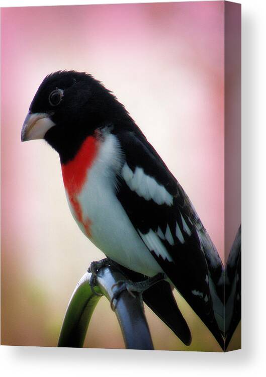 Hovind Canvas Print featuring the photograph Rose Breasted Grosbeak by Scott Hovind