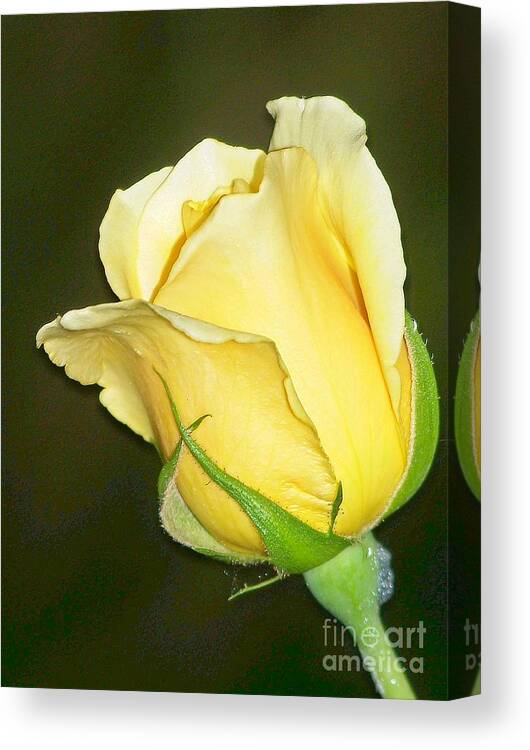 Rose Canvas Print featuring the photograph Rose Jaune by Sylvie Leandre