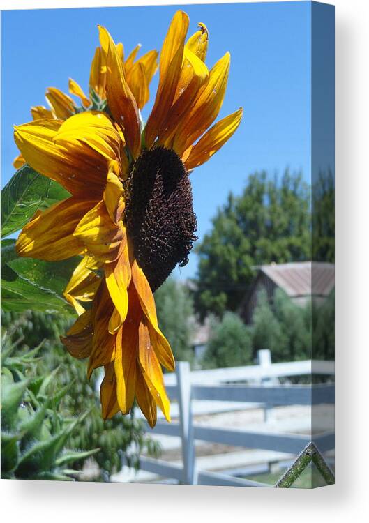 Sunflower Canvas Print featuring the photograph Rusty Profile by Shannon Grissom