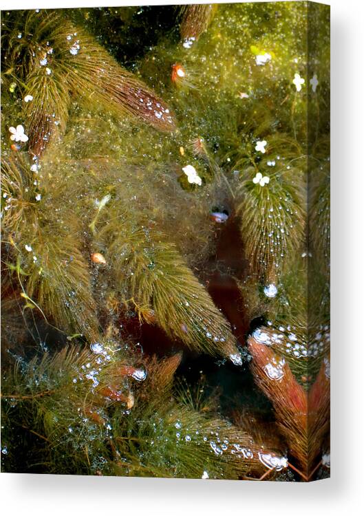 Seaweed Canvas Print featuring the photograph Sea Trees by Azthet Photography