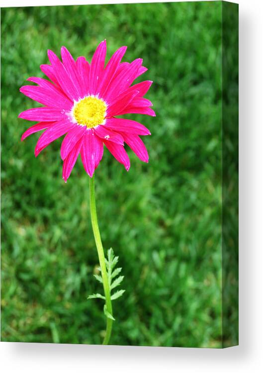 Flora Canvas Print featuring the photograph Single by Vijay Sharon Govender
